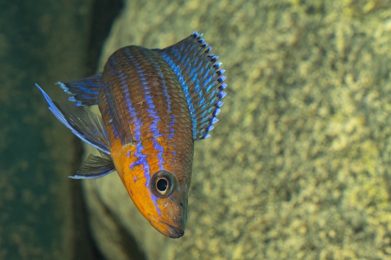 Paracyprichromis nigripinnis 'Kantalamba'